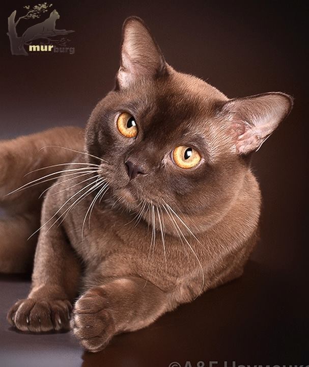 Бурманская кошка шоколадная. Бурма кошка. Европейская Бурма. Шоколадная кошка порода Бурманская. Бурманская кошка европейская черепаховая.